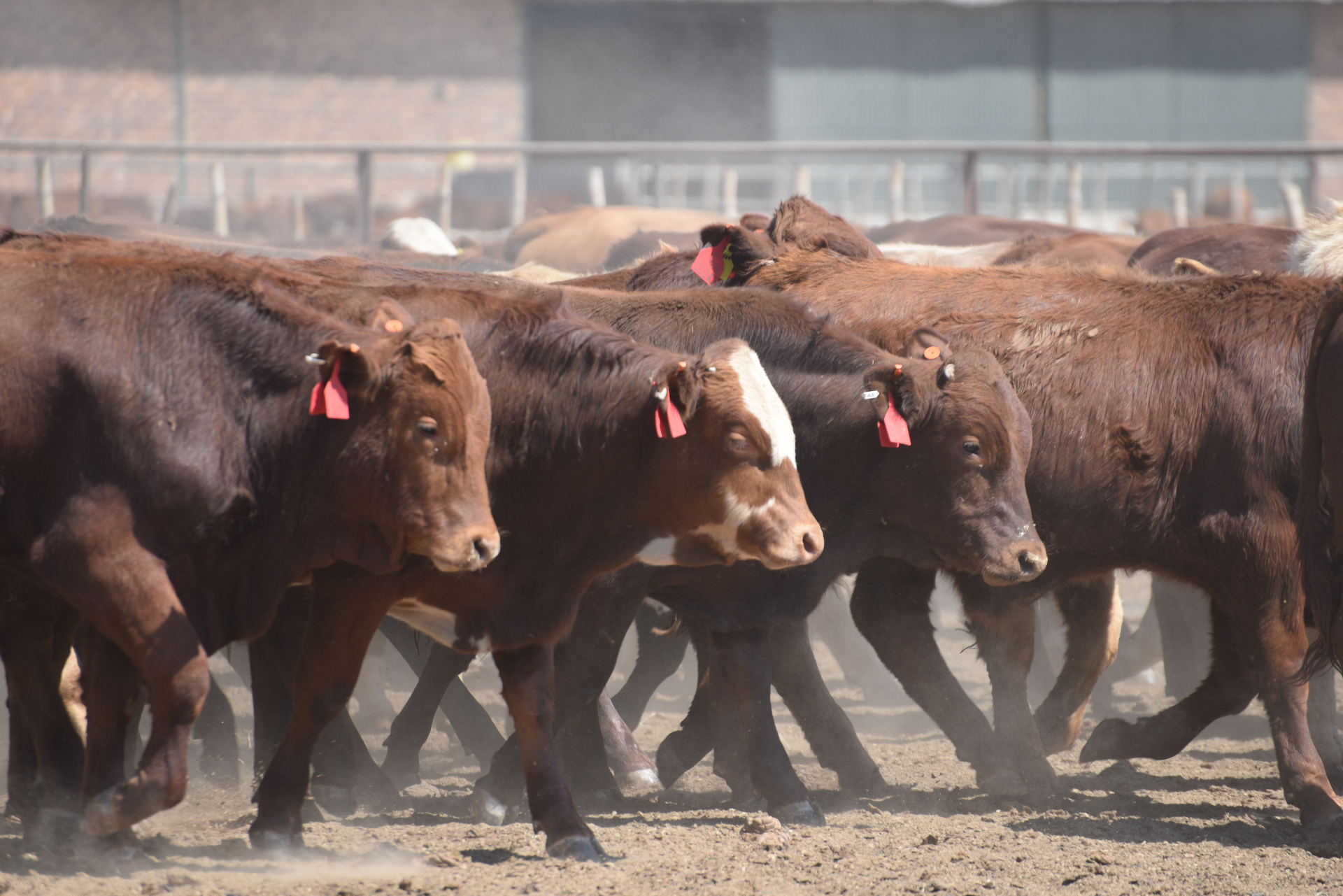 South African cattle